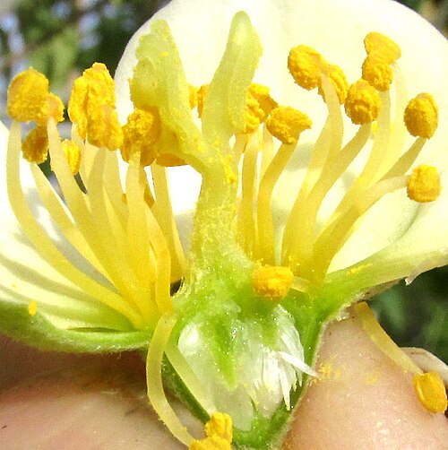 Philadelphus coulteri: Philadelphus coulteri dissected flower