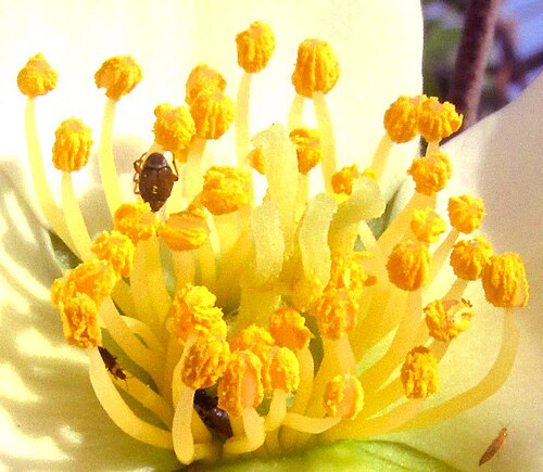 Philadelphus coulteri: Philadelphus coulteri, stamen cluster and styles