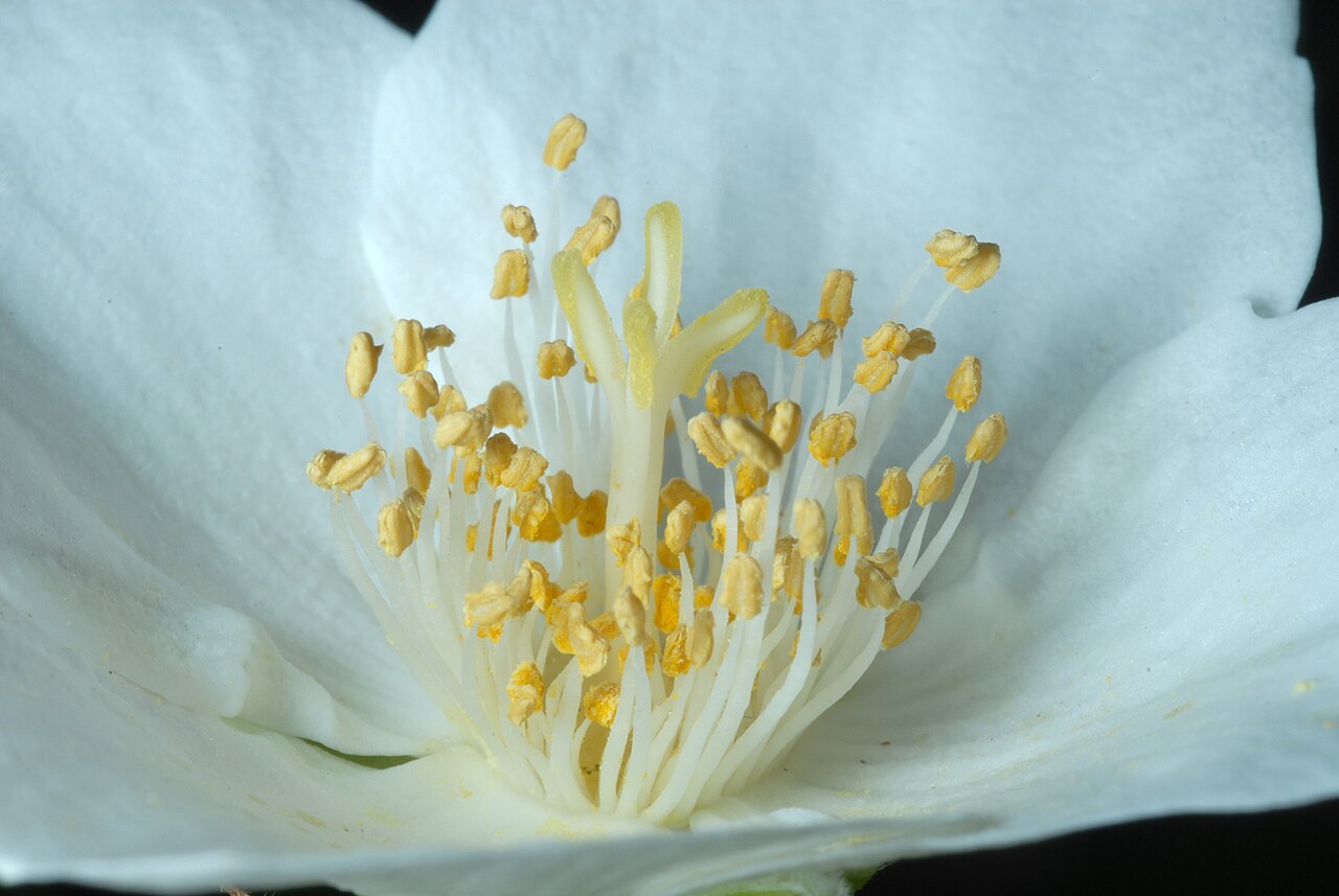 Scentless mock orange: Philadelphus inodorus
