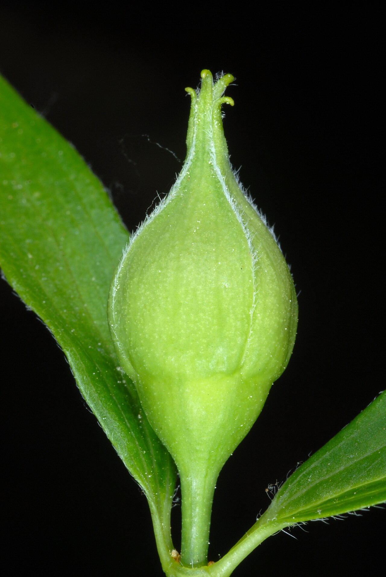 Scentless mock orange: Philadelphus inodorus