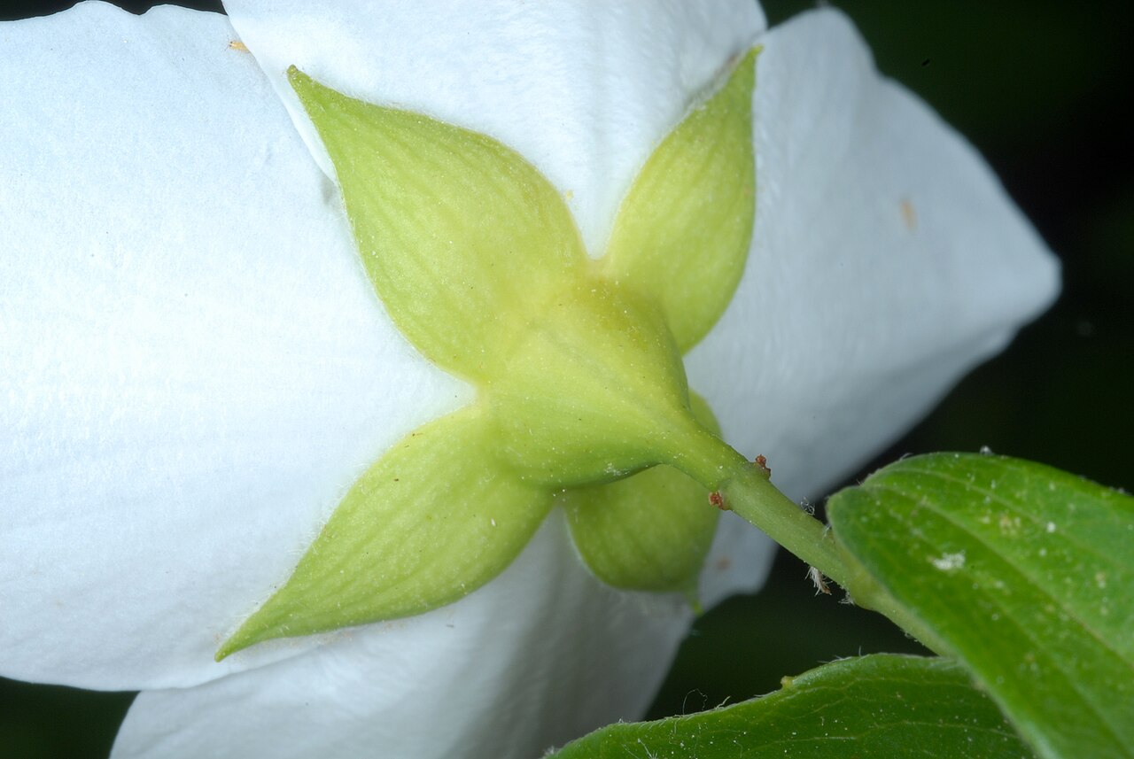 Scentless mock orange: Philadelphus inodorus