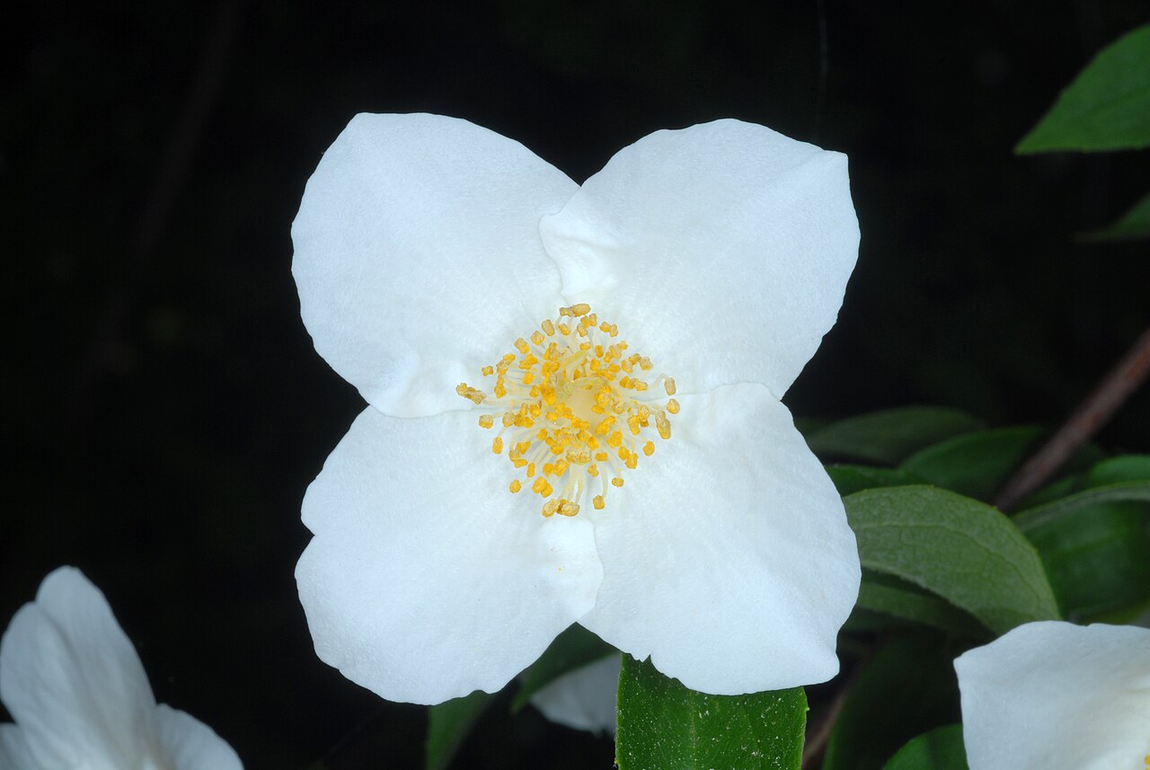 Scentless mock orange: Philadelphus inodorus