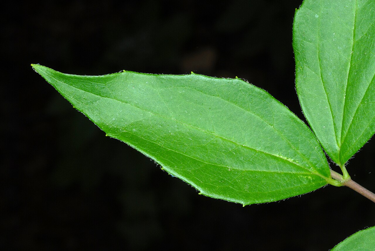 Scentless mock orange: Philadelphus inodorus