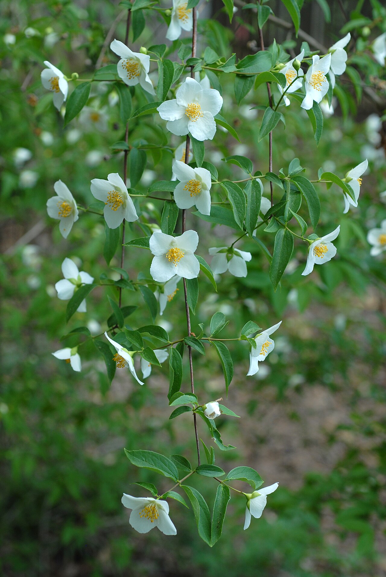 Scentless mock orange: Philadelphus inodorus