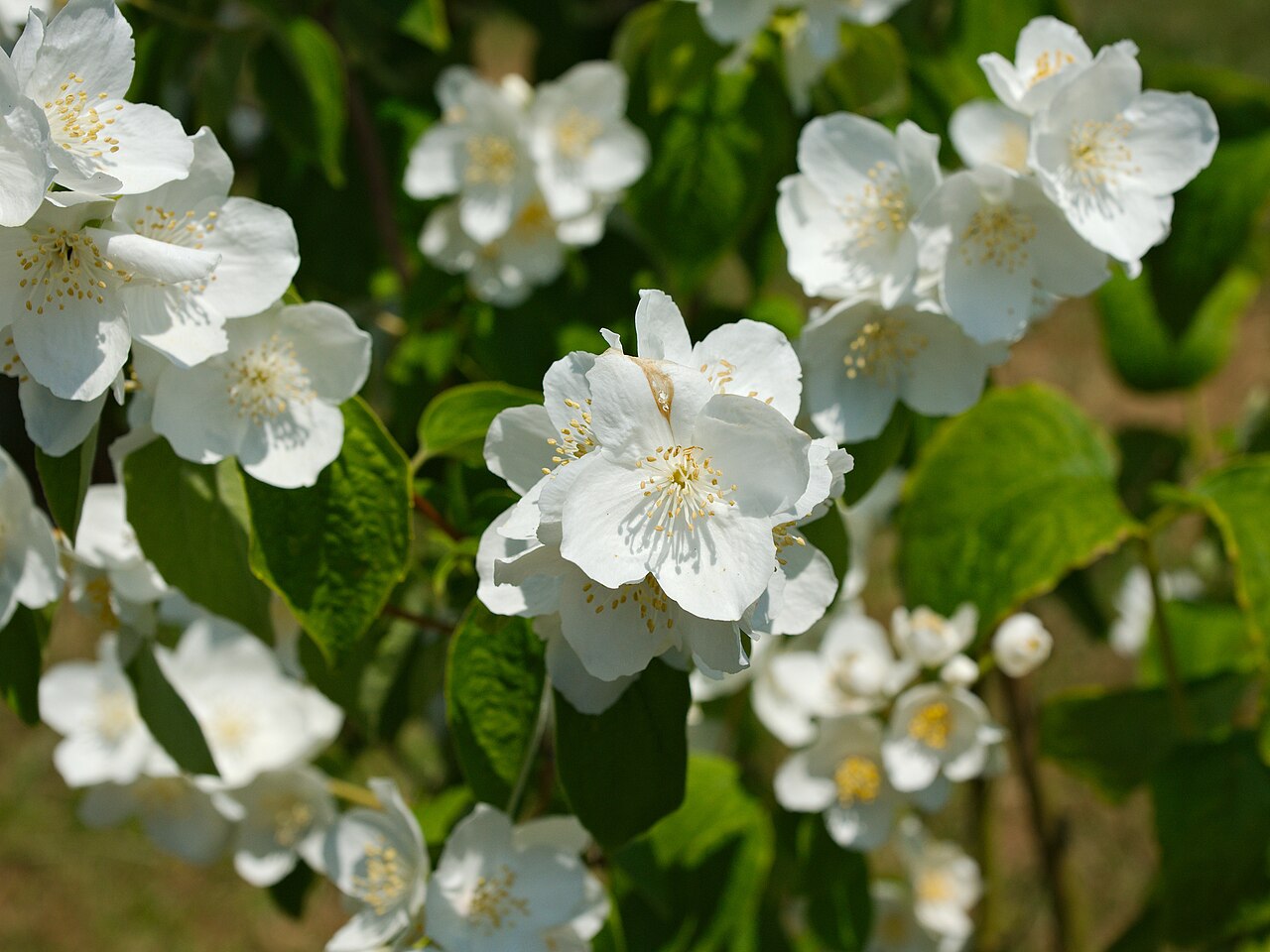 Scentless mock orange: Fleur de Philadelphus inodorus Grandiflorus du jardin d’Amérique du Nord des Jardins Suspendus du Havre dans l’ancien fort de Sainte-Adresse