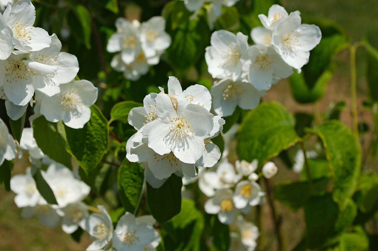 Scentless mock orange: Fleur de Philadelphus inodorus 'Grandiflorus' du jardin d’Amérique du Nord des Jardins Suspendus du Havre dans l’ancien fort de Sainte-Adresse
