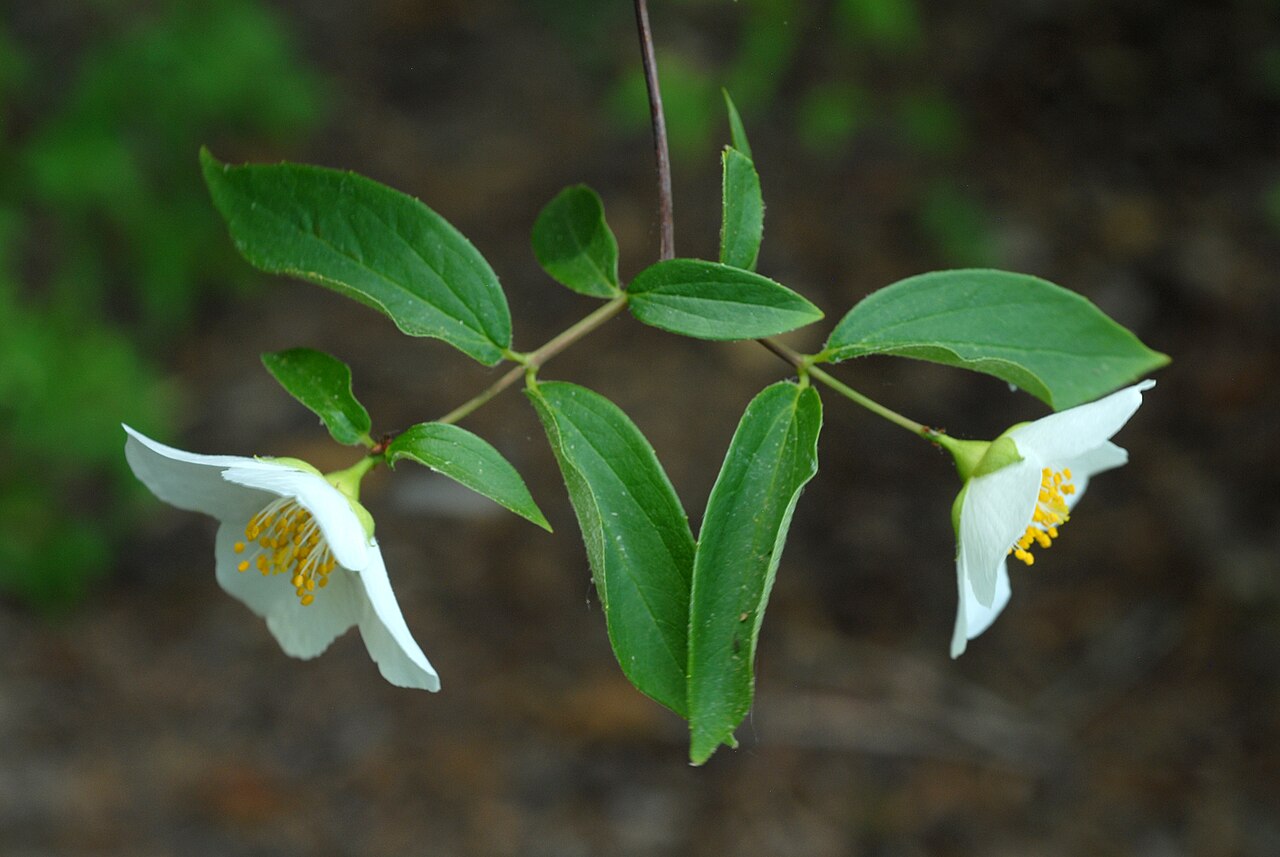 Scentless mock orange: Philadelphus inodorus