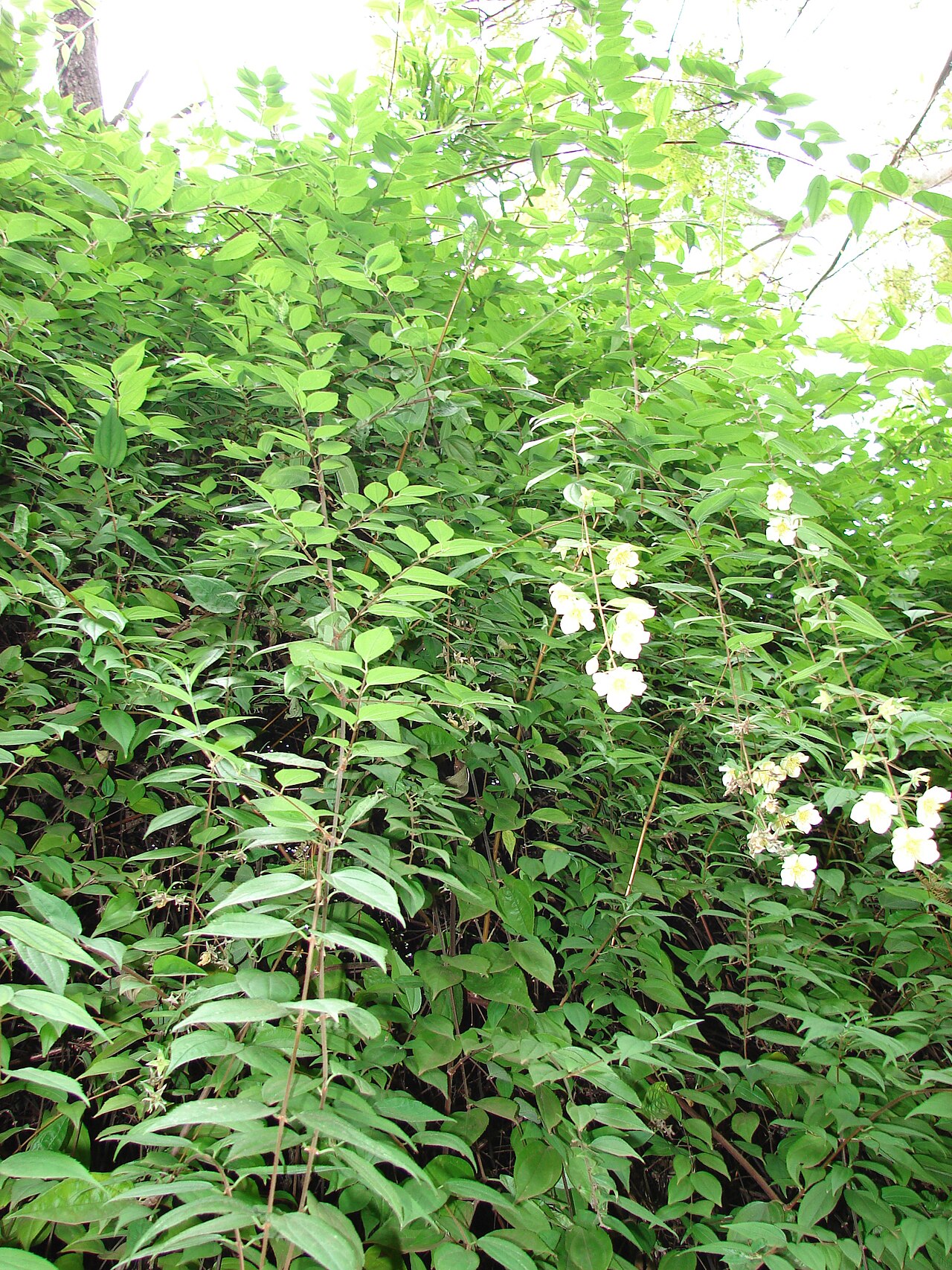 Philadelphus karwinskyanus: Philadelphus karwinskianus (flowering habit). Location: Maui, Kula