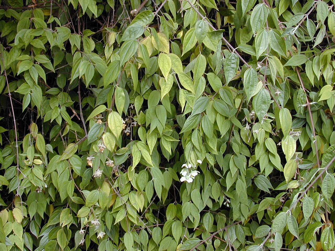 Philadelphus karwinskyanus: Philadelphus karwinskianus (leaves and flowers). Location: Maui, Kula