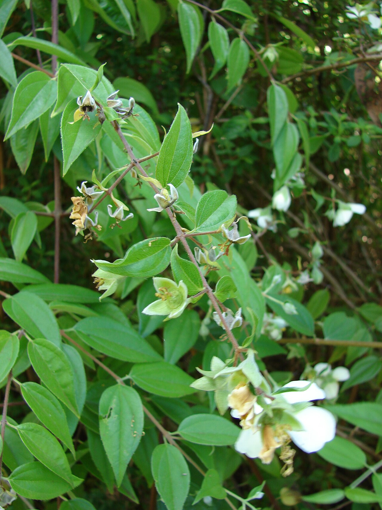Philadelphus karwinskyanus: Philadelphus karwinskianus (flowers and leaves). Location: Maui, Enchanting Floral Gardens of Kula