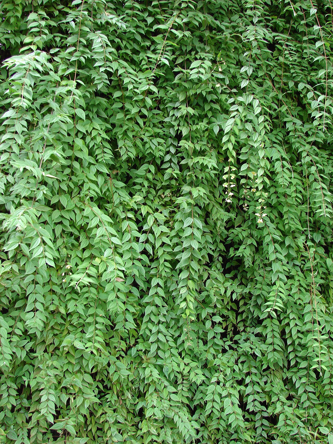 Philadelphus karwinskyanus: Philadelphus karwinskianus (habit). Location: Maui, Kula