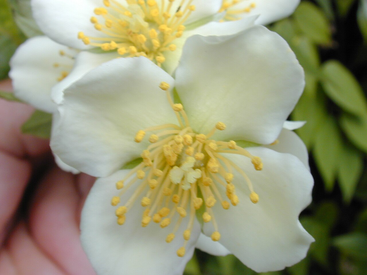 Philadelphus karwinskyanus: Philadelphus karwinskianus (flower). Location: Maui, Kula
