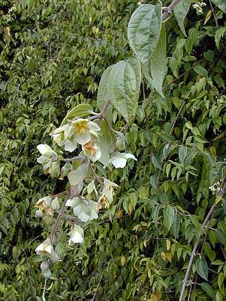Philadelphus karwinskyanus: Philadelphus karwinskianus (flowers). Location: Maui, Kula