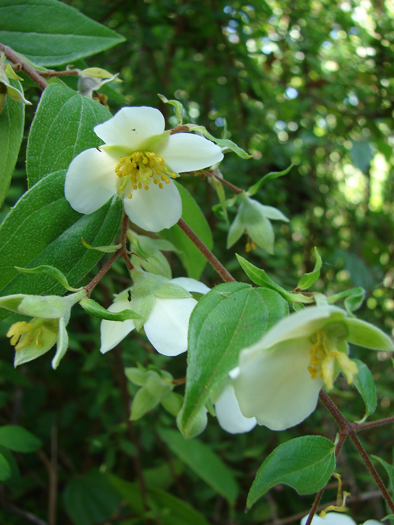 Philadelphus karwinskyanus: Philadelphus karwinskianus (flowers and leaves). Location: Maui, Enchanting Floral Gardens of Kula