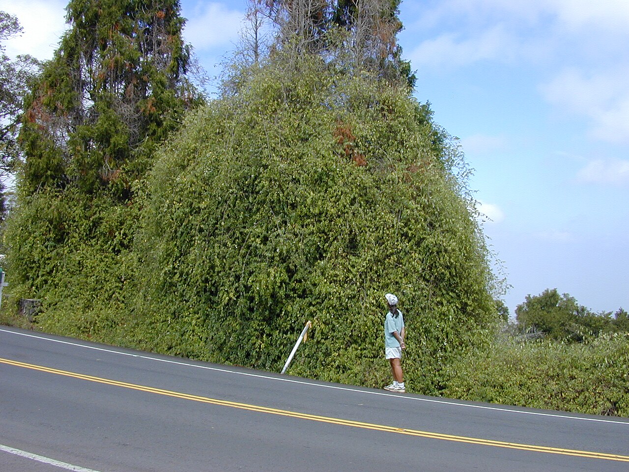 Philadelphus karwinskyanus: Philadelphus karwinskianus (climbing habit with Kim). Location: Maui, Kula