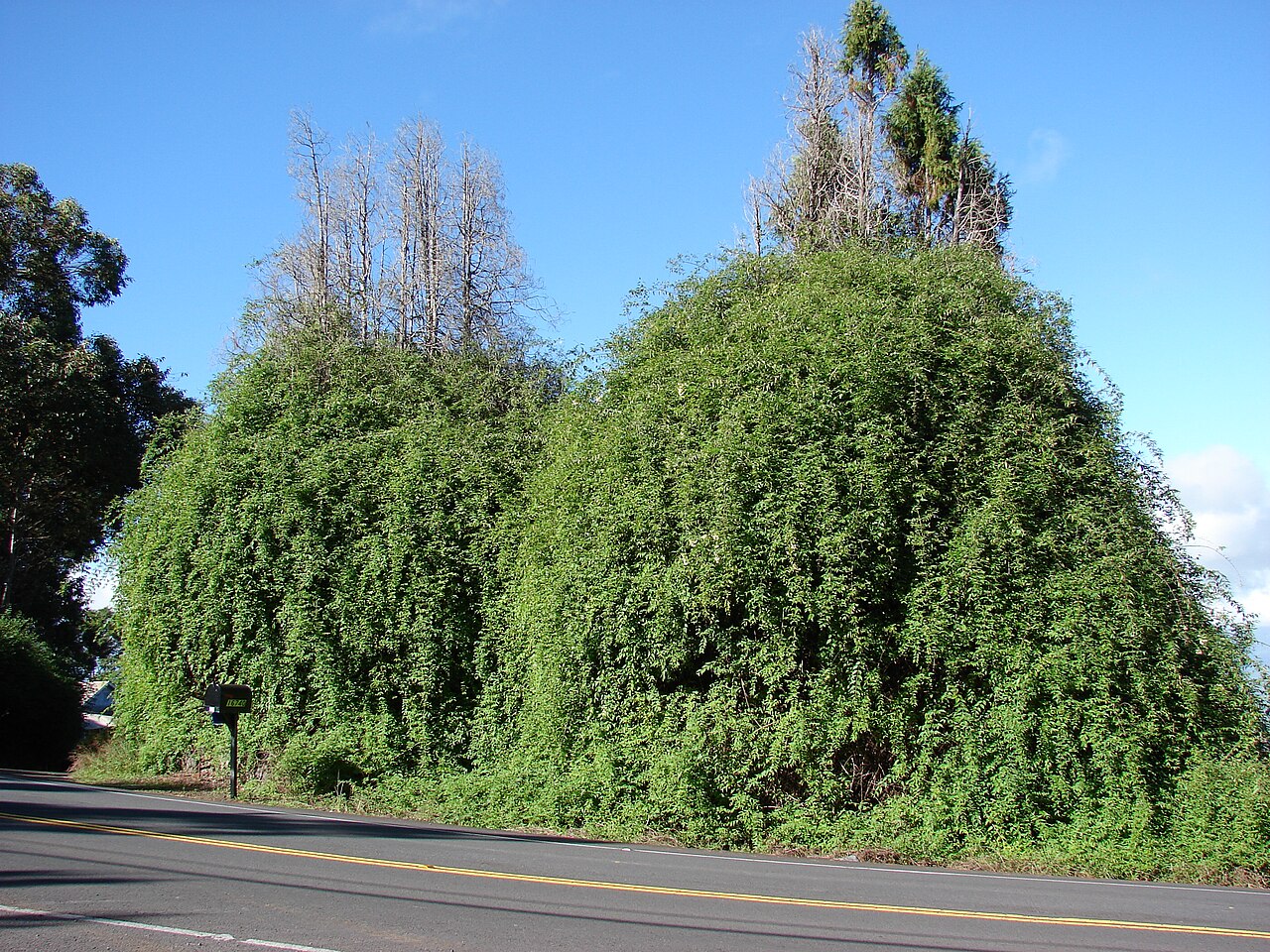 Philadelphus karwinskyanus: Philadelphus karwinskianus (smothering habit). Location: Maui, Crater Rd, Kula
