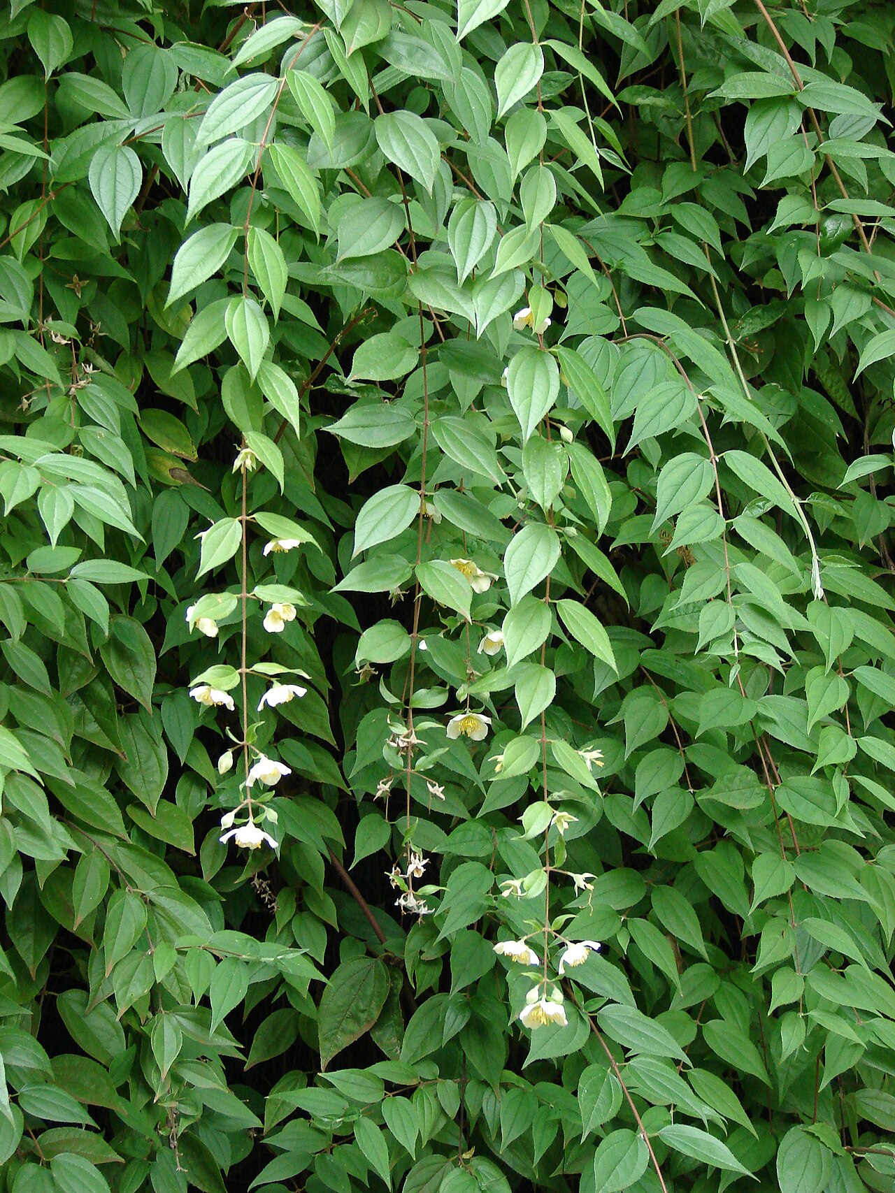 Philadelphus karwinskyanus: Philadelphus karwinskianus (leaves and flowers). Location: Maui, Kula