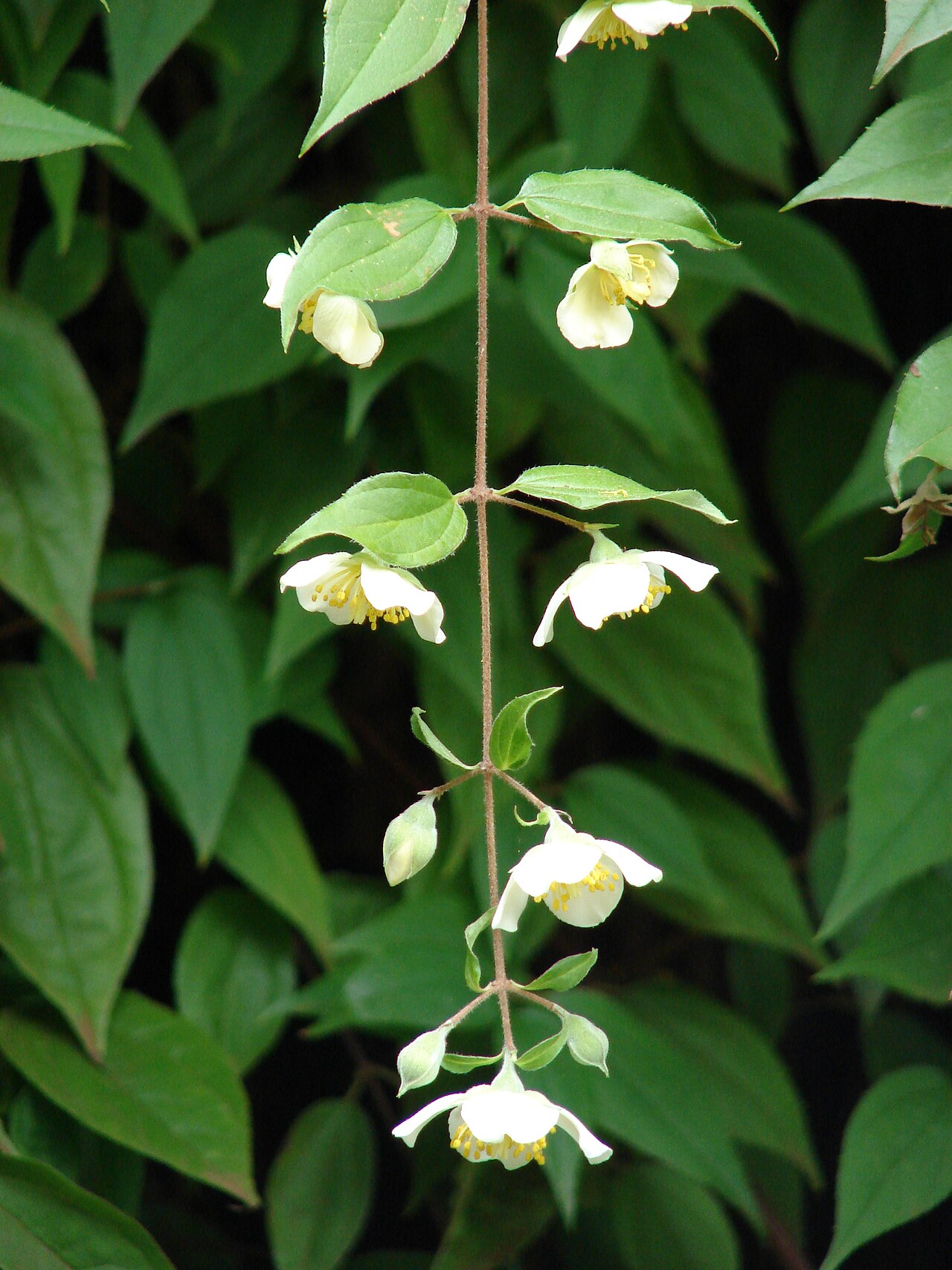 Philadelphus karwinskyanus: Philadelphus karwinskyanus , syn. P. karwinskianus (leaves and flowers). Location: Maui, Kula