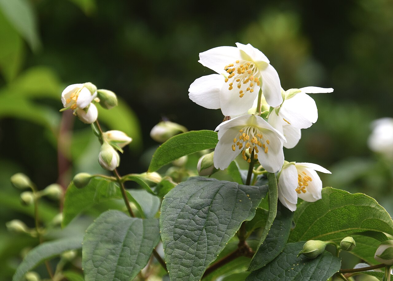 Philadelphus laxiflorus: Philadelphus laxiflorus in Auckland Botanic Gardens in Manurewa, South Auckland, New Zealand