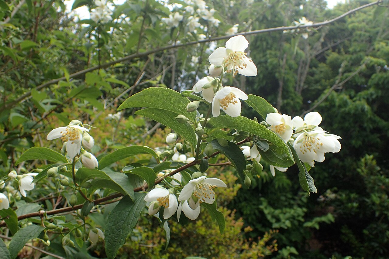 Philadelphus laxiflorus: Philadelphus laxiflorus in Auckland Botanic Gardens