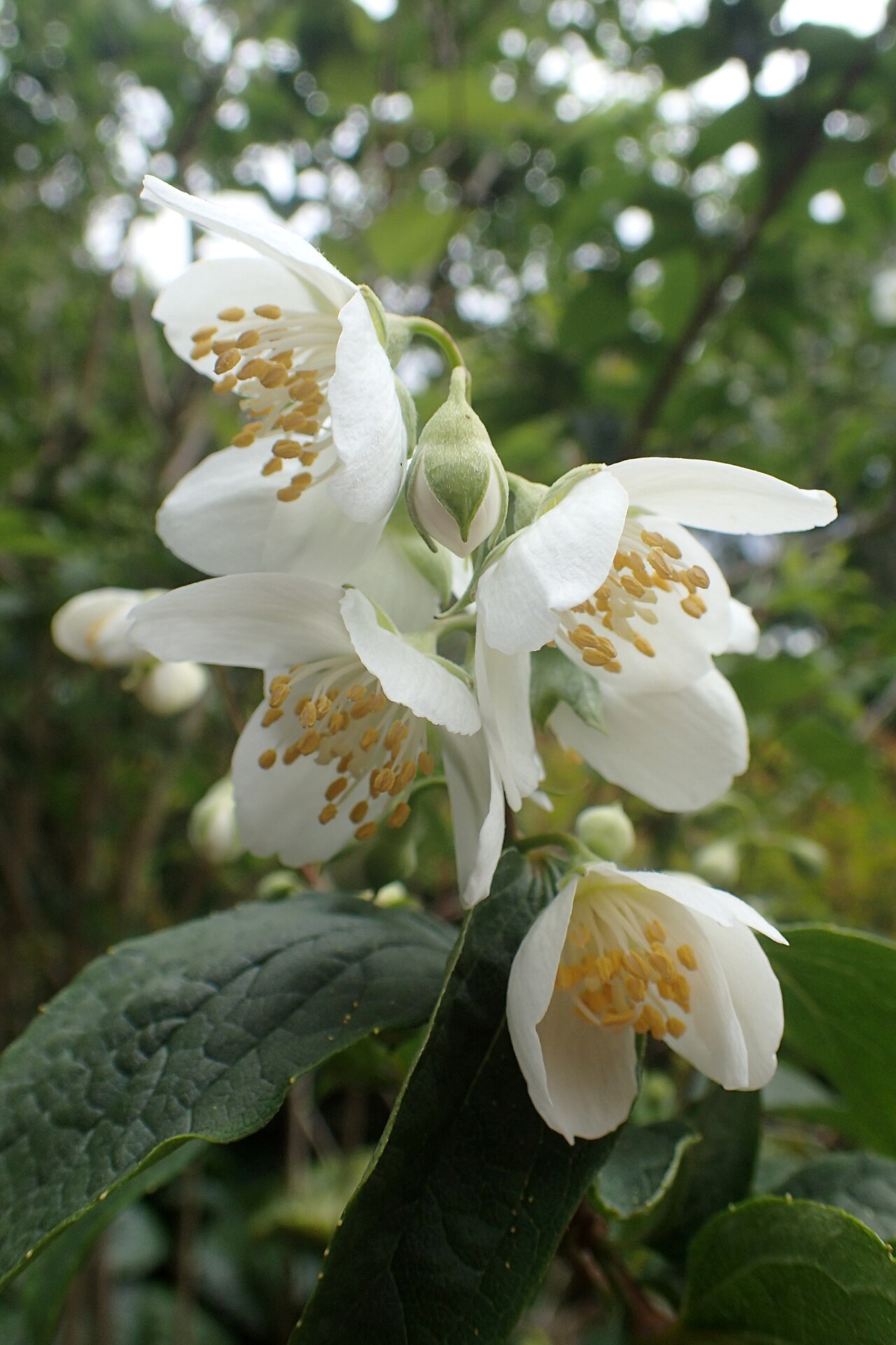 Philadelphus laxiflorus: Philadelphus laxiflorus in Auckland Botanic Gardens