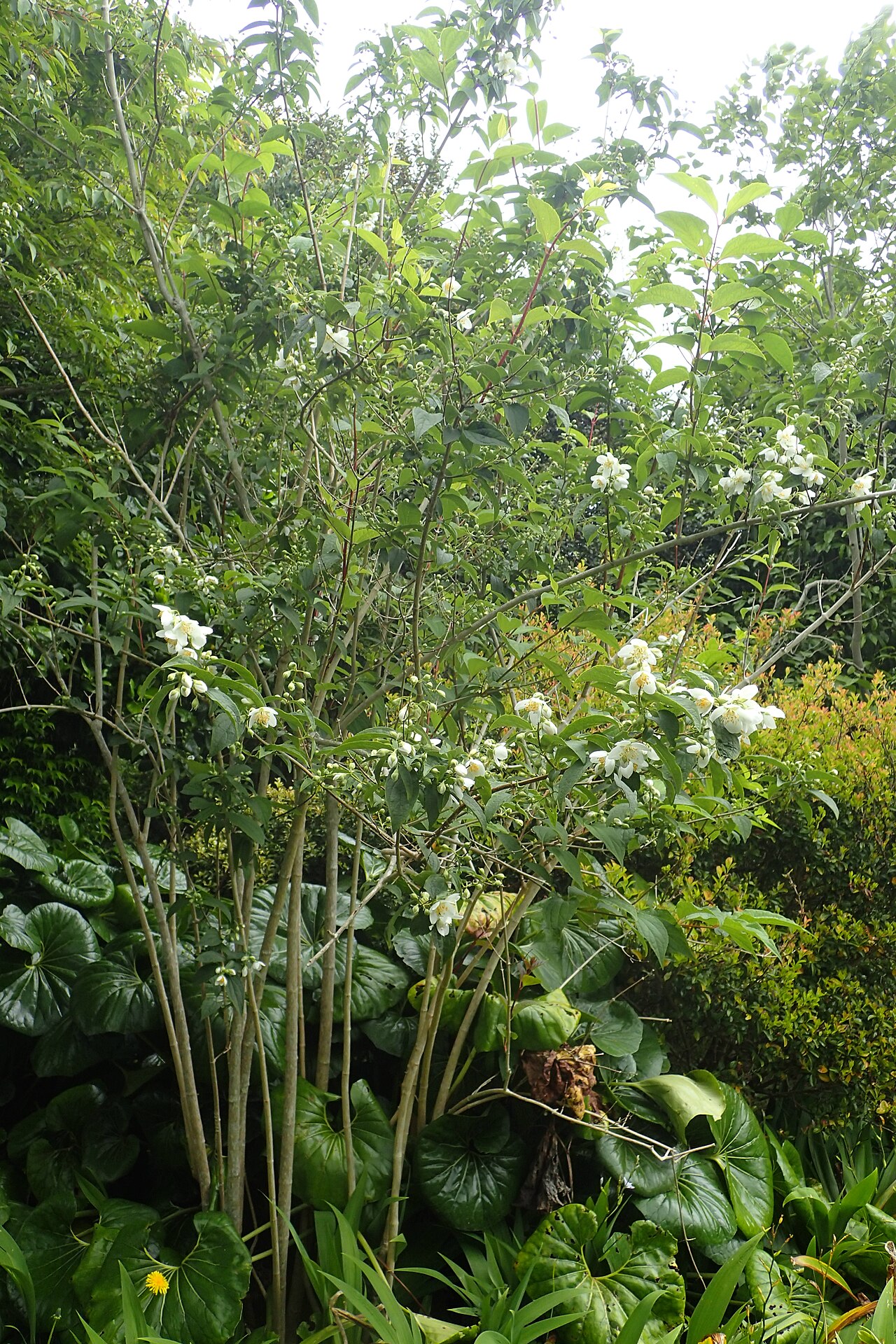 Philadelphus laxiflorus: Philadelphus laxiflorus in Auckland Botanic Gardens