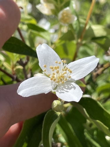 Gordon's mockorange (Philadelphus lewisii)