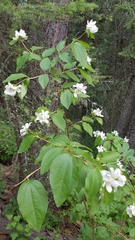 Gordon's mockorange (Philadelphus lewisii)