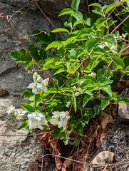 Gordon's mockorange (Philadelphus lewisii)