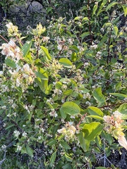 Gordon's mockorange (Philadelphus lewisii)