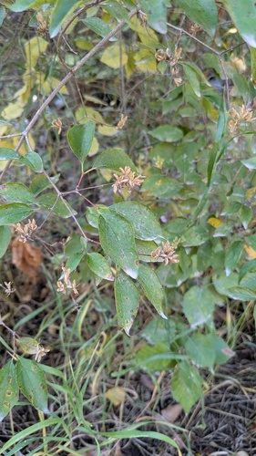 Gordon's mockorange (Philadelphus lewisii)