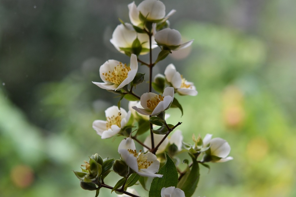 Mexican mock orange (Philadelphus mexicanus)
