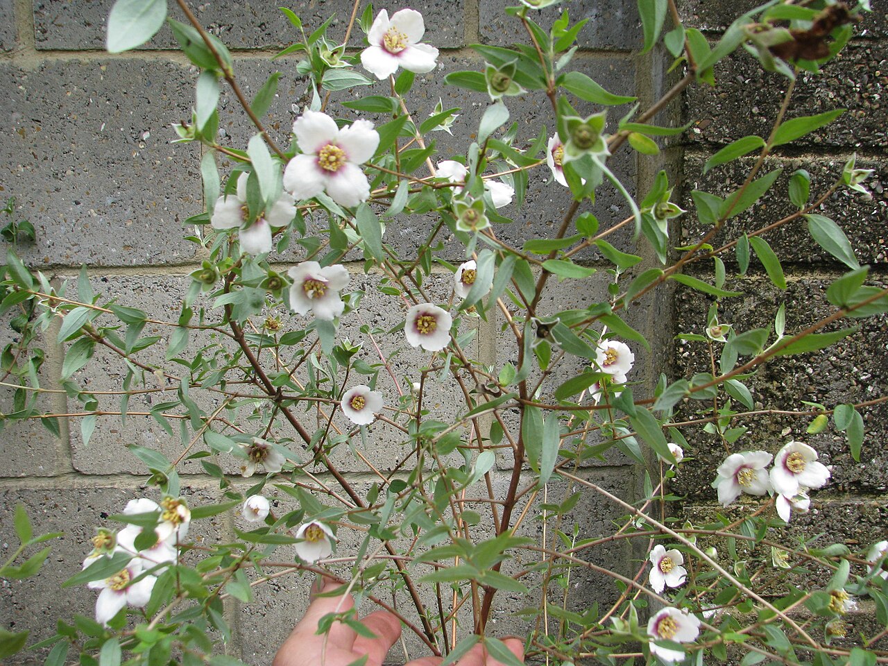 Mexican mock orange: Fab scent. The only down side is the low trailing habit so the flowers lie on the ground. I'll have to either grow it on a raised bed or train it against a wall