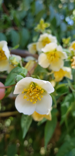 Mexican mock orange (Philadelphus mexicanus)
