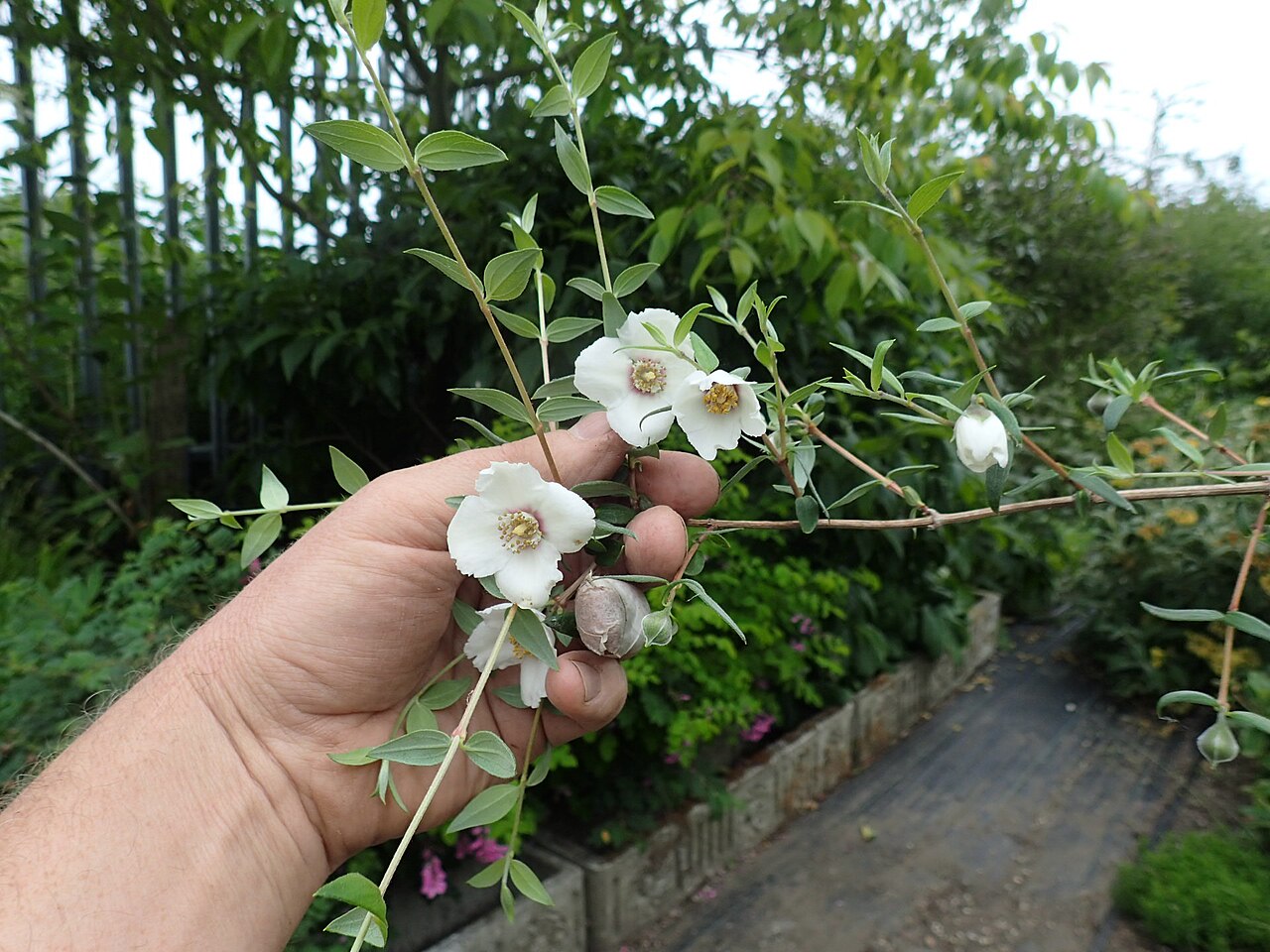 Mexican mock orange: Philadelphus mexicanus Rose Syringa