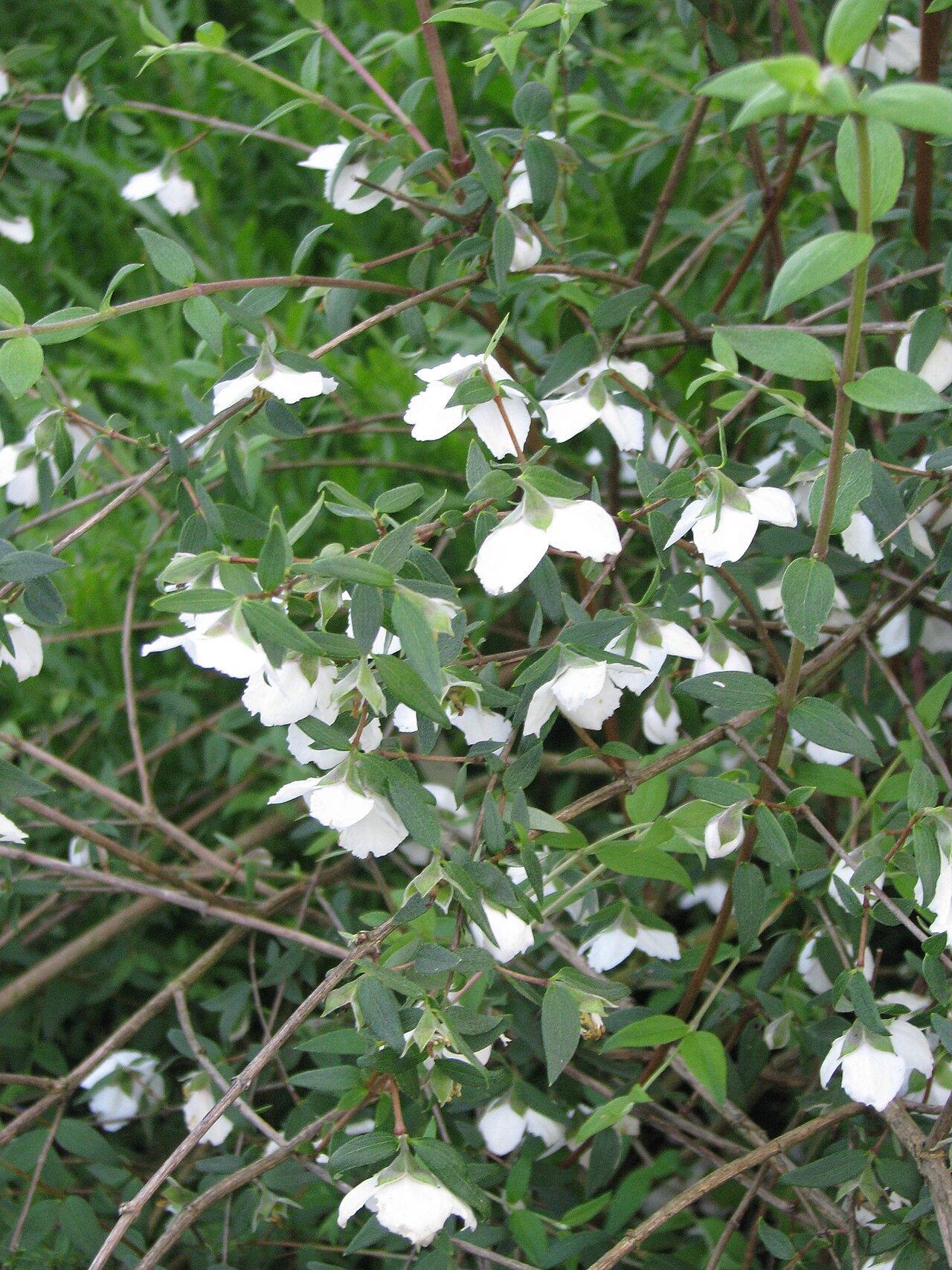 Mexican mock orange: Philadelphus mexicanus Rose Syringa