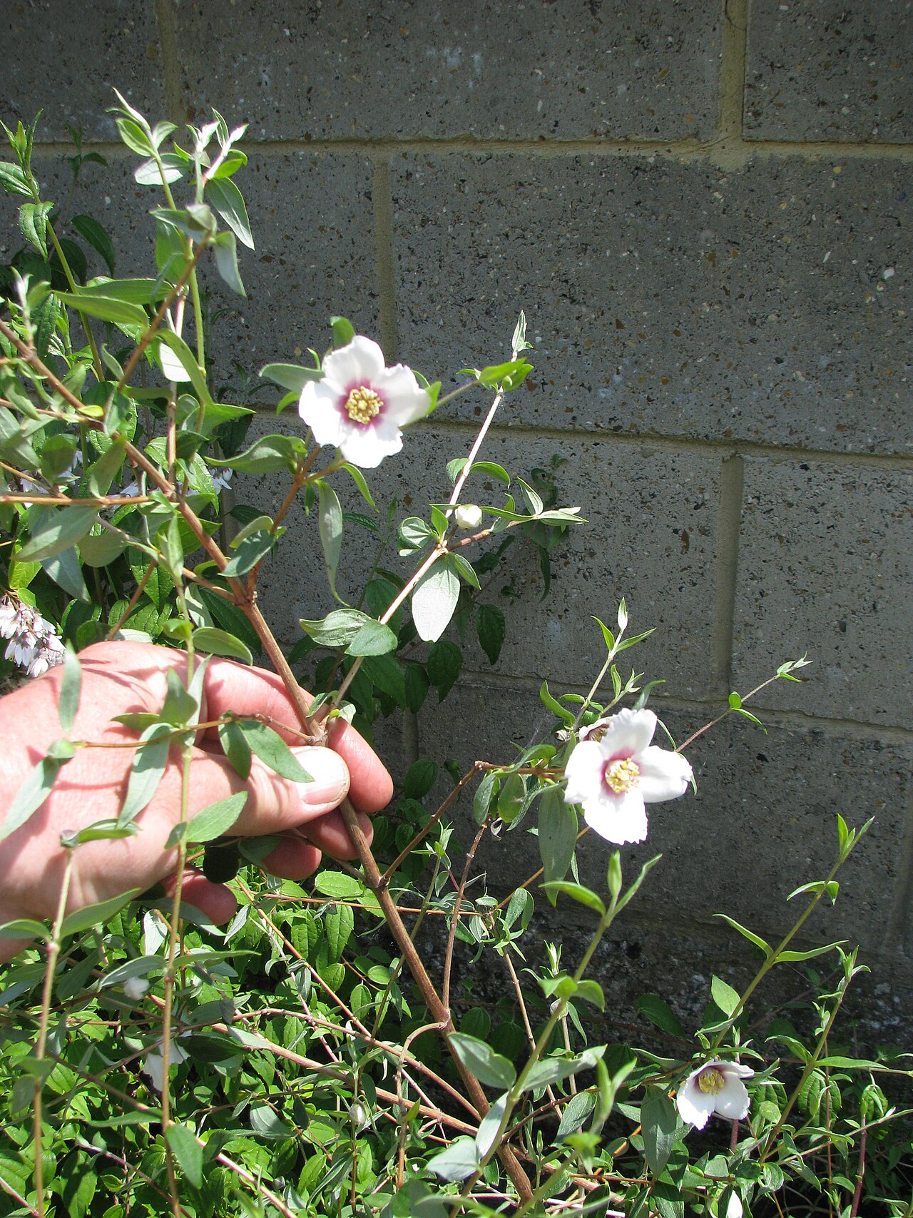 Mexican mock orange: Philadelphus maculatus