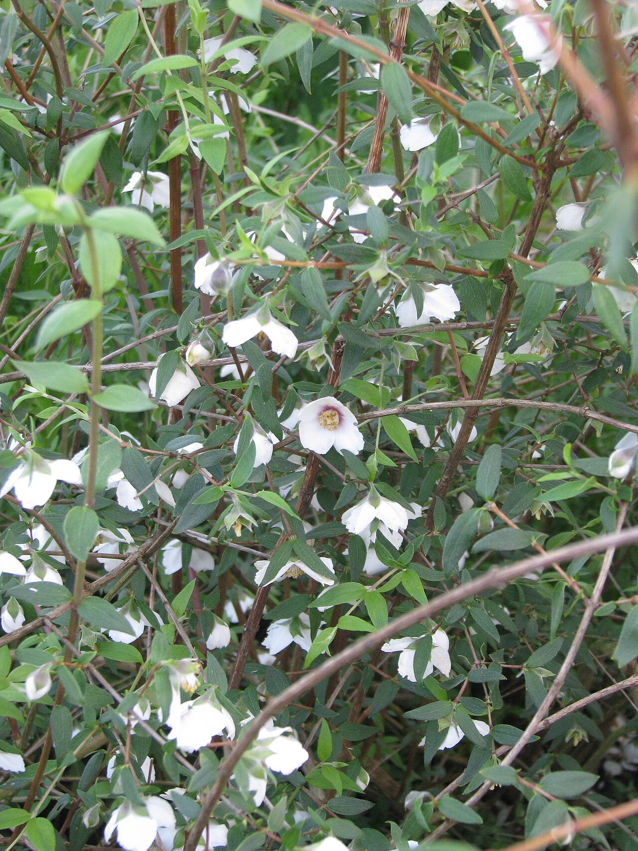 Mexican mock orange: Philadelphus maculatus