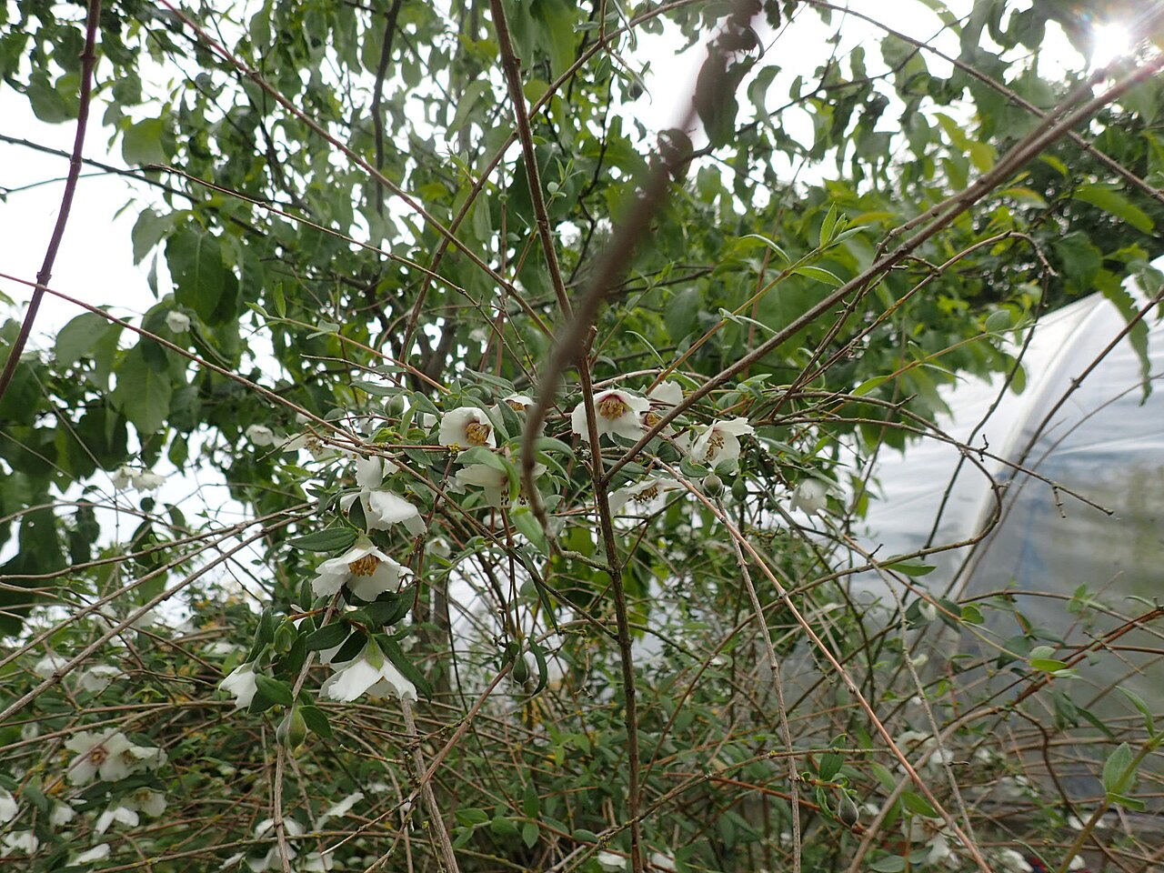Mexican mock orange: Philadelphus mexicanus Rose Syringa
