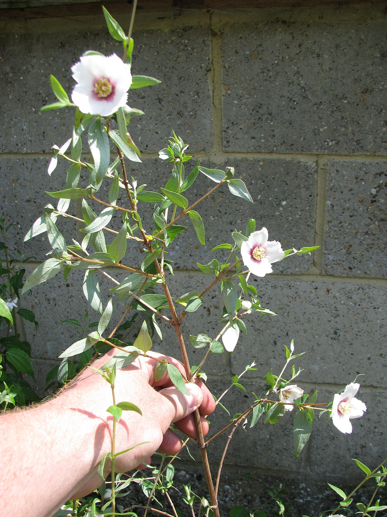 Mexican mock orange: Philadelphus maculatus 'Mexican Jewel'