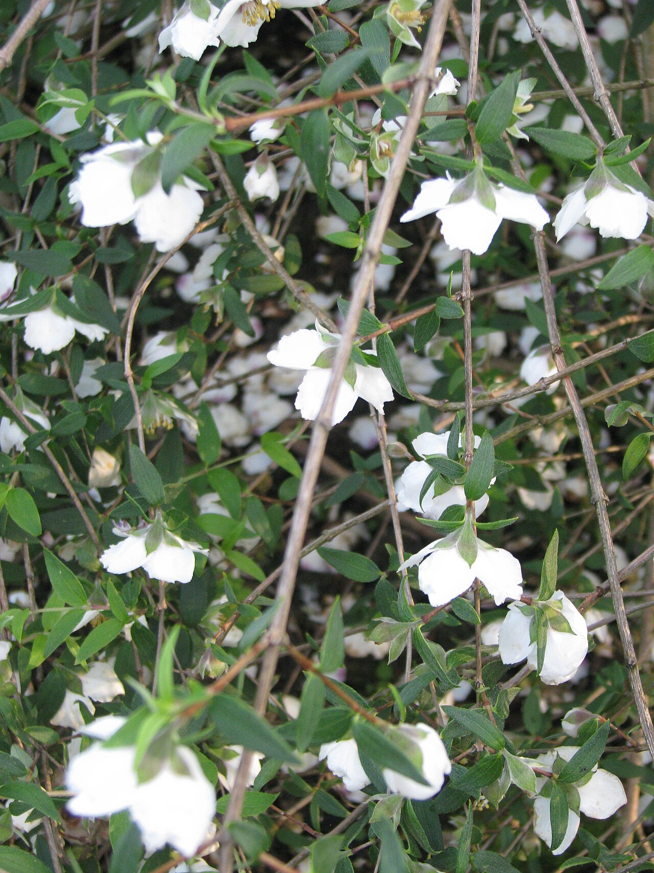 Mexican mock orange: Philadelphus mexicanus Rose Syringa