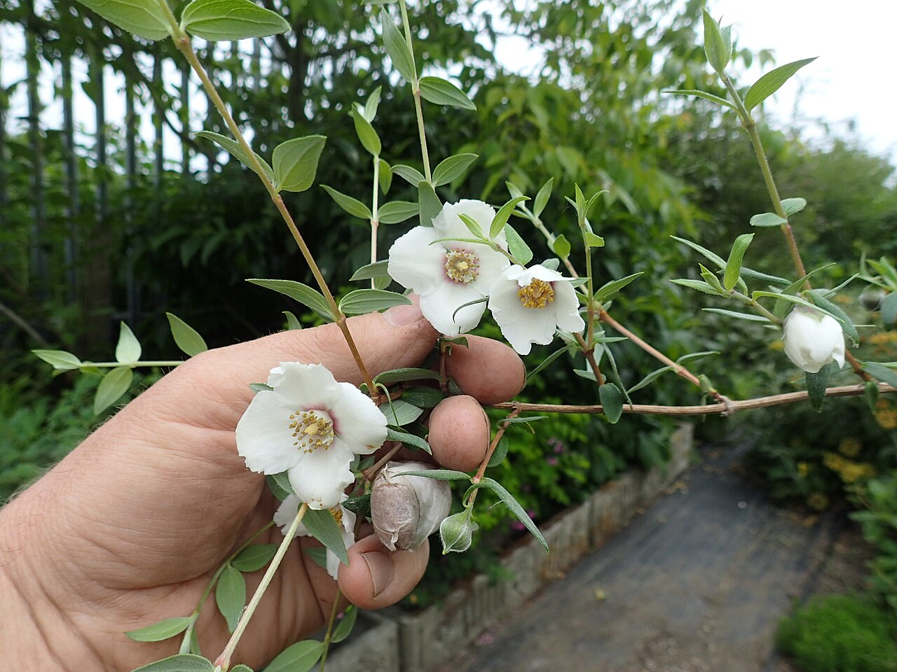 Mexican mock orange: Philadelphus mexicanus Rose Syringa