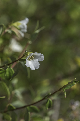 Littleleaf mock orange (Philadelphus microphyllus)