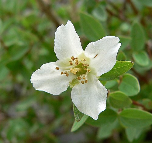 Littleleaf mock orange: Philadelphus microphyllus on the North Loop trail east of Mummy Mountain, Spring Mountains , southern Nevada (elev. about 2900 m) — in Clark County , southern N