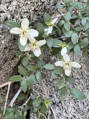 Littleleaf mock orange (Philadelphus microphyllus)