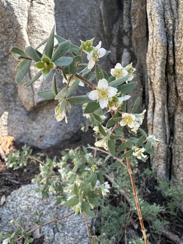 Littleleaf mock orange (Philadelphus microphyllus)