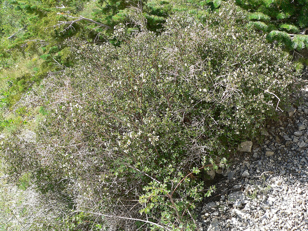 Littleleaf mock orange: Philadelphus microphyllus in avalanche chute left of the South Loop trail where it ascends out of the chute, Spring Mountains, southern Nevada
