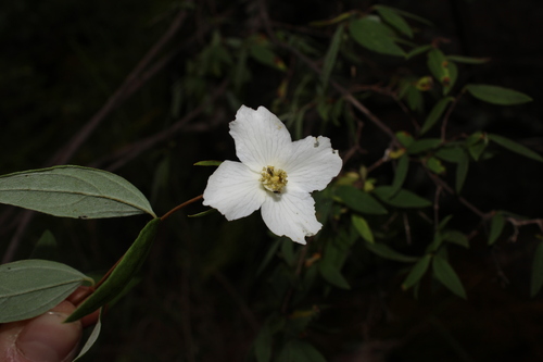 Littleleaf mock orange (Philadelphus microphyllus)