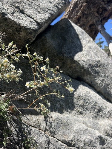 Littleleaf mock orange (Philadelphus microphyllus)