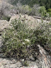 Littleleaf mock orange (Philadelphus microphyllus)